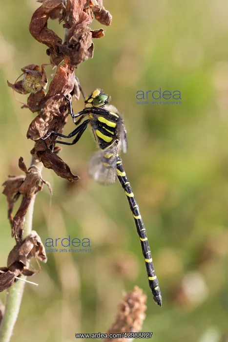  : Golden Ringed Dragonfly