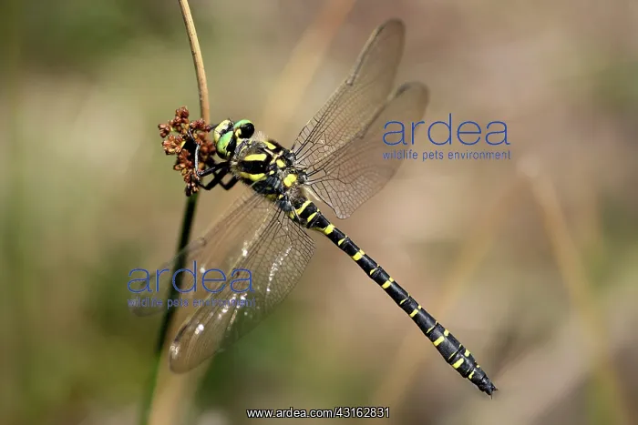 : Golden-ringed Dragonfly : Golden-ringed Dragonfly