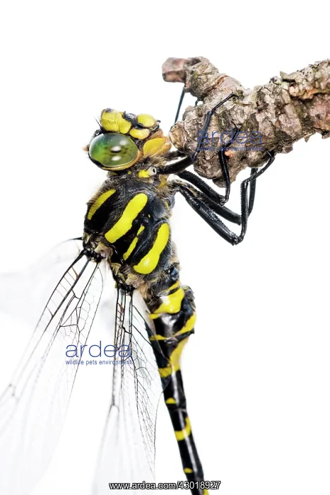  : Golden Ringed Dragonfly adult male on white background