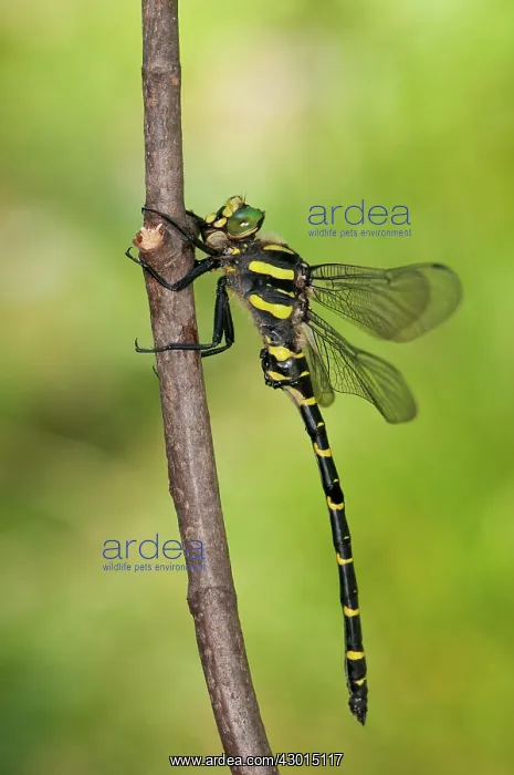 : Golden-ringed Dragonfly on branch : Golden-ringed Dragonfly on branch