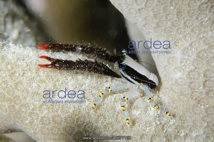 : Golden Rings Squat Lobster on coral - night dive - NusaBay M : Golden Rings Squat Lobster on coral - night dive - NusaBay M