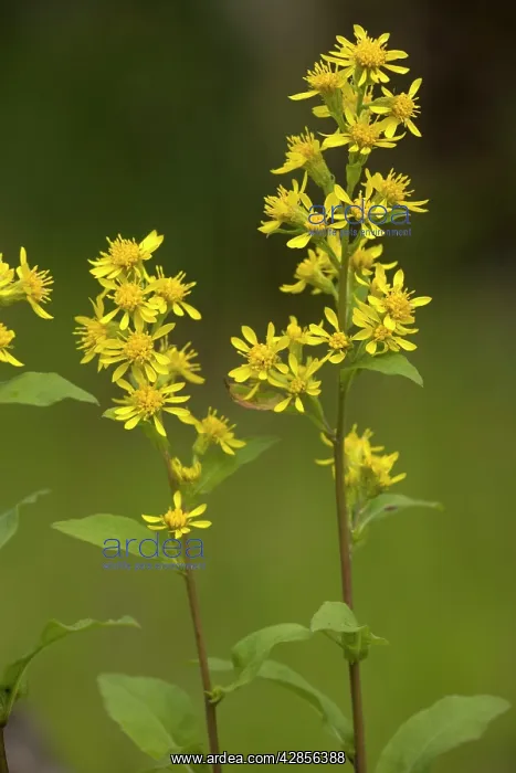 : Golden-rod : Golden-rod