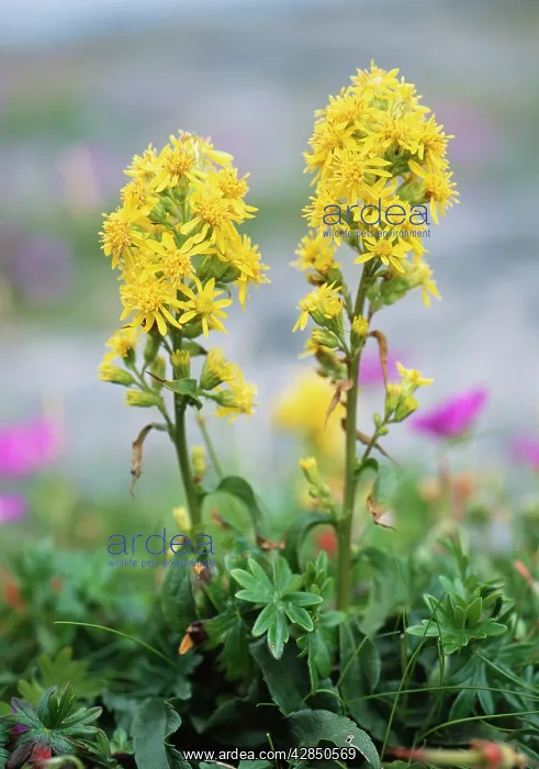 : Golden Rod - on Limestone pavement : Golden Rod - on Limestone pavement