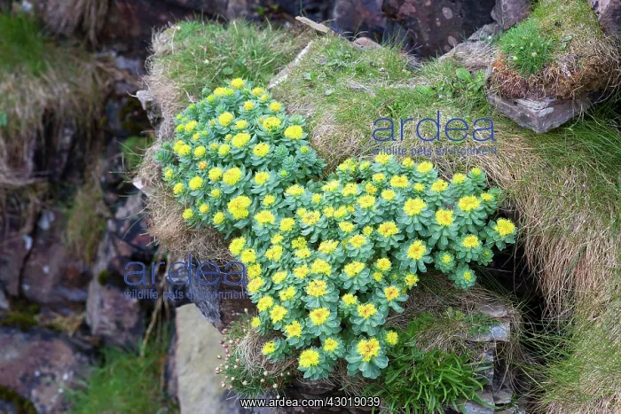 : Golden Root Roseroot Summer : Golden Root Roseroot Summer