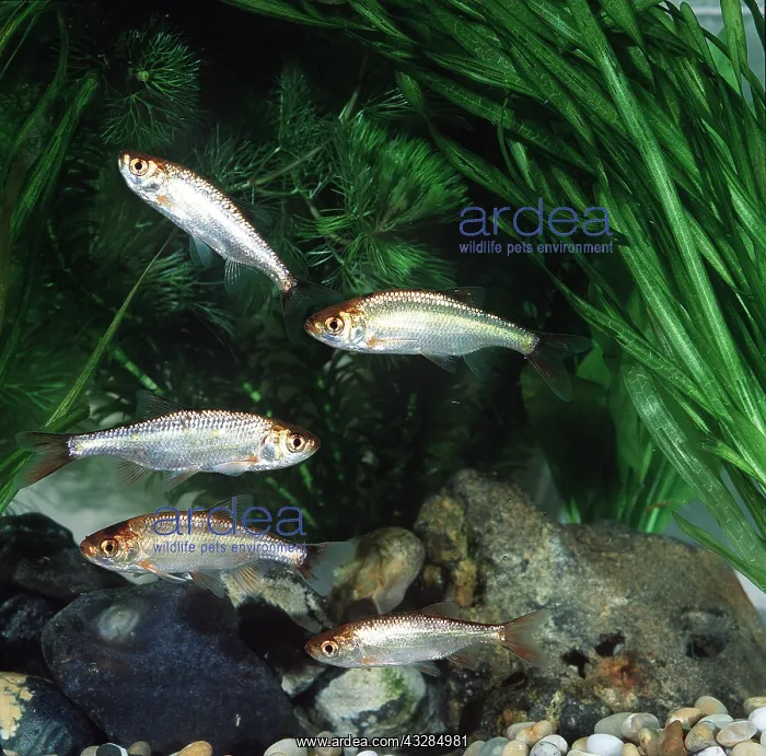 : GOLDEN RUDD - Shoal : GOLDEN RUDD - Shoal