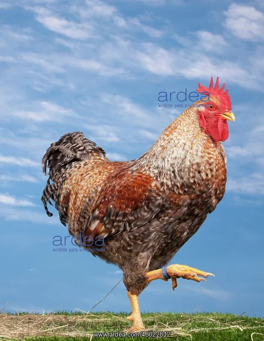  : Golden Salmon Chicken Cockerel