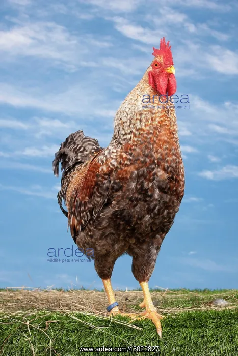  : Golden Salmon Chicken Cockerel