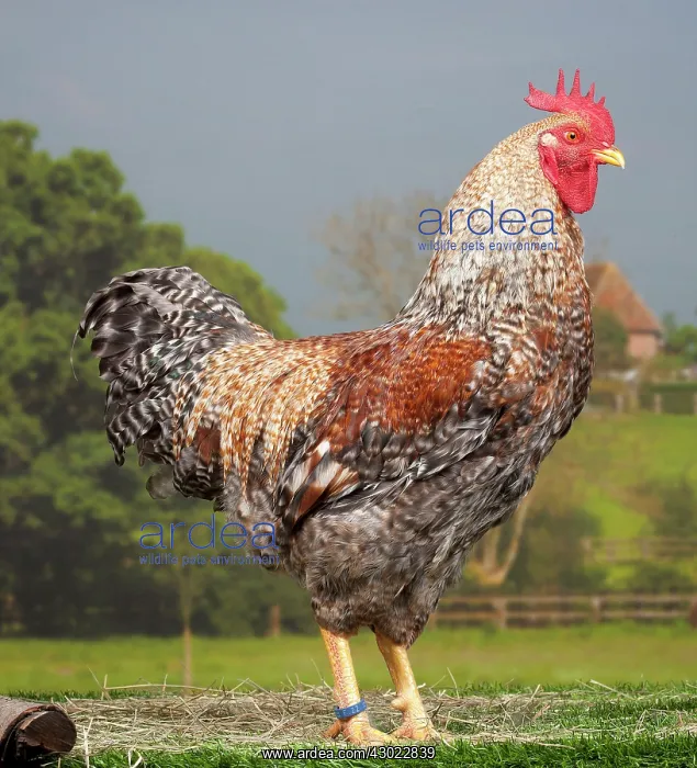  : Golden Salmon Chicken Cockerel