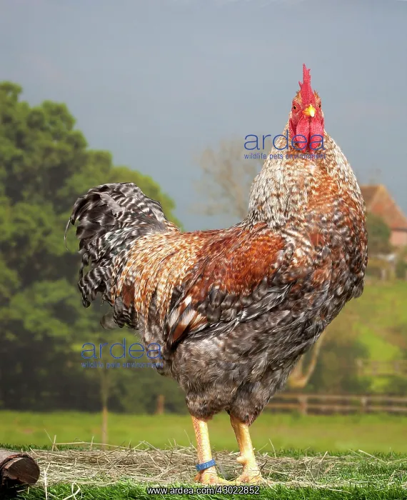  : Golden Salmon Chicken Cockerel