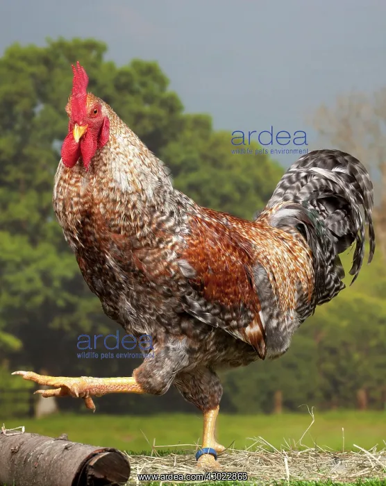  : Golden Salmon Chicken Cockerel