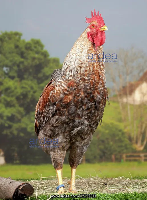  : Golden Salmon Chicken Cockerel