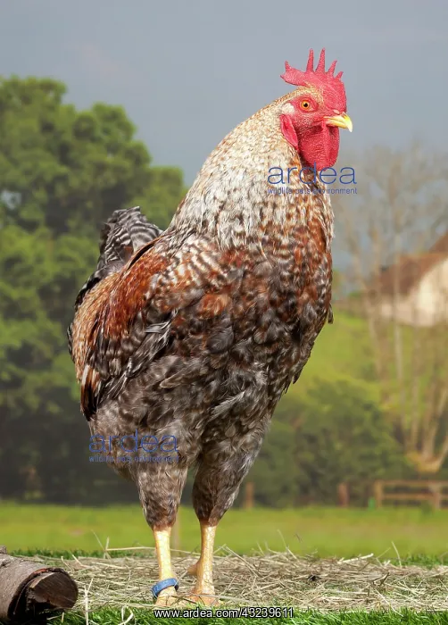  : Golden Salmon Chicken Cockerel