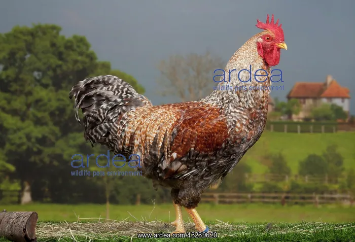  : Golden Salmon Chicken Cockerel