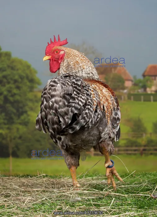  : Golden Salmon Chicken Cockerel