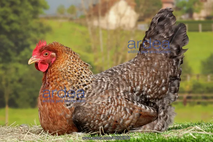 : Golden Salmon Chicken hen : Golden Salmon Chicken hen