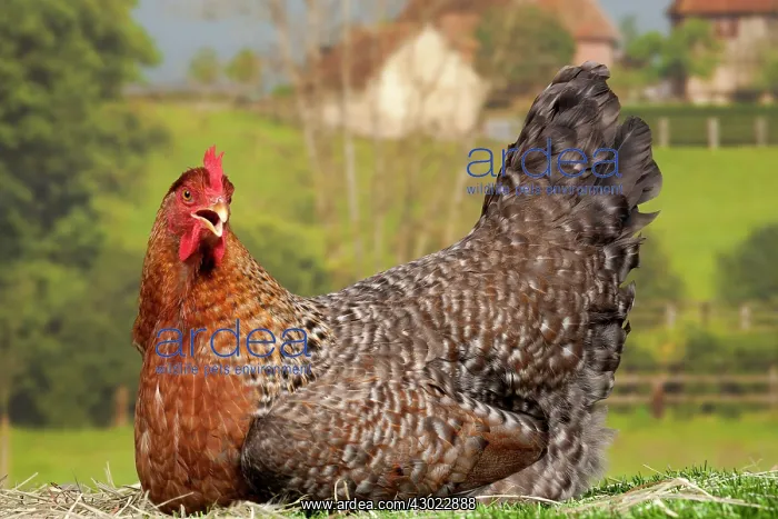 : Golden Salmon Chicken hen : Golden Salmon Chicken hen