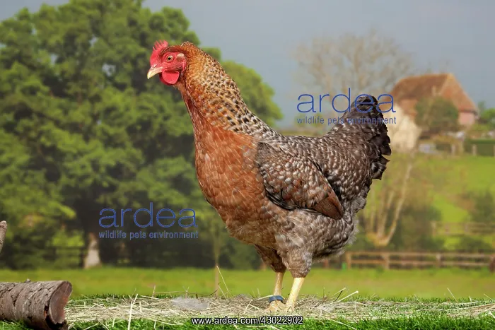 : Golden Salmon Chicken hen : Golden Salmon Chicken hen
