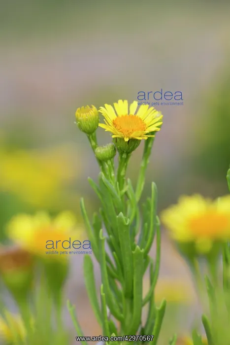 : Golden Samphire : Golden Samphire