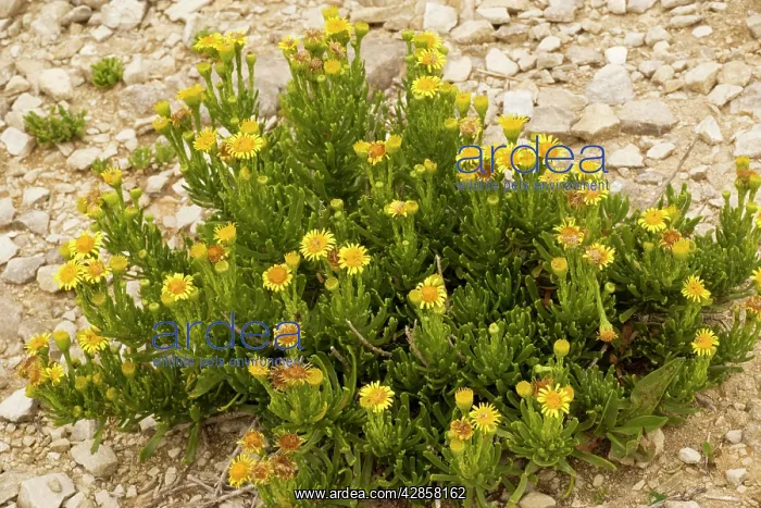 : Golden-samphire on limestone : Golden-samphire on limestone