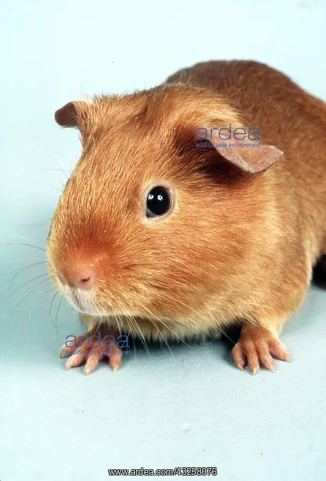 : GOLDEN SATIN GUINEA PIG : GOLDEN SATIN GUINEA PIG