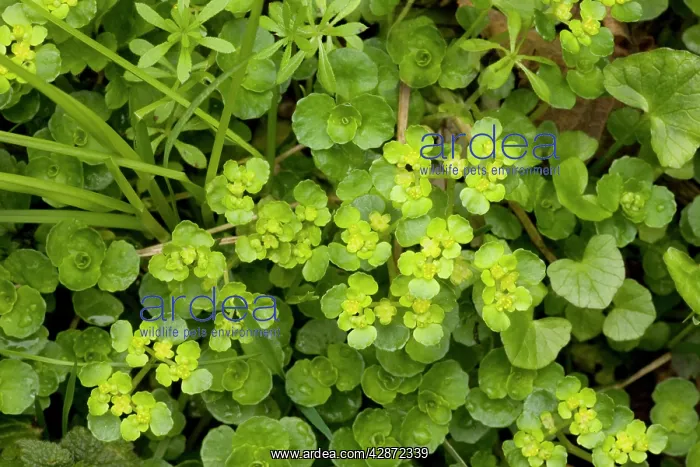 : Golden saxifrage : Golden saxifrage