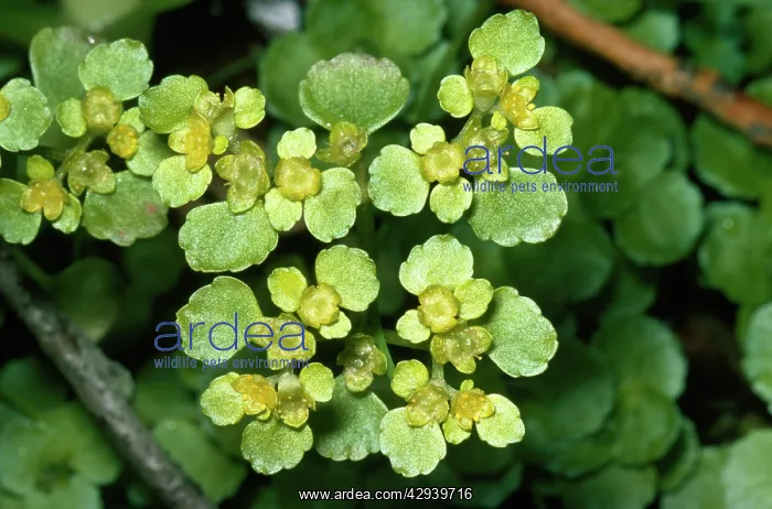 : Golden Saxifrage Opposite leaved : Golden Saxifrage Opposite leaved