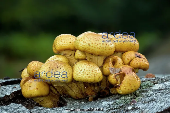 : Golden Scalycap fungi - on fallen beech trunk : Golden Scalycap fungi - on fallen beech trunk