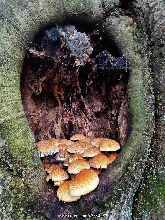 : Golden scalycap (Pholiota aurivella) on a beech : Golden scalycap (Pholiota aurivella) on a beech