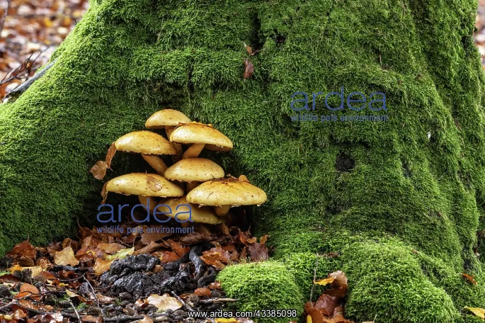 : Golden scalycap (Pholiota aurivella) in the Hutewald : Golden scalycap (Pholiota aurivella) in the Hutewald