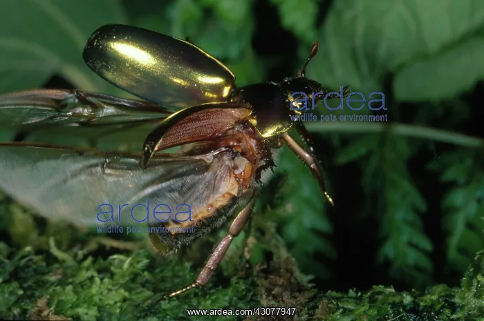  : Golden Scarab Beetle