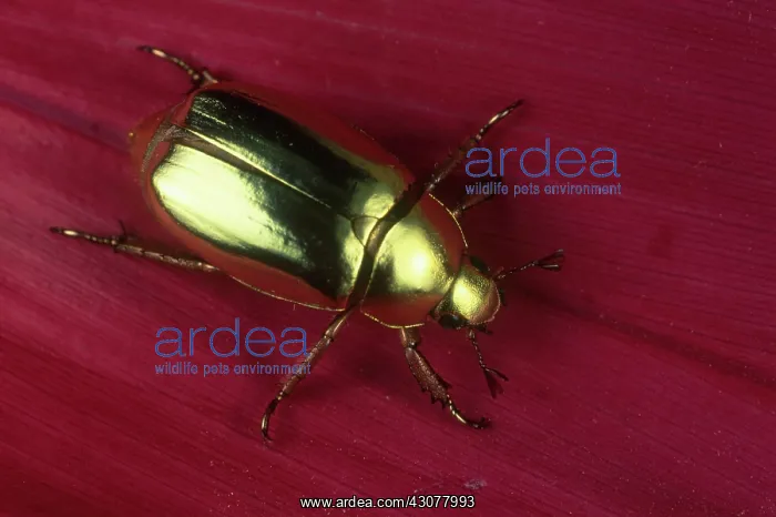 : Golden Scarab Beetle : Golden Scarab Beetle