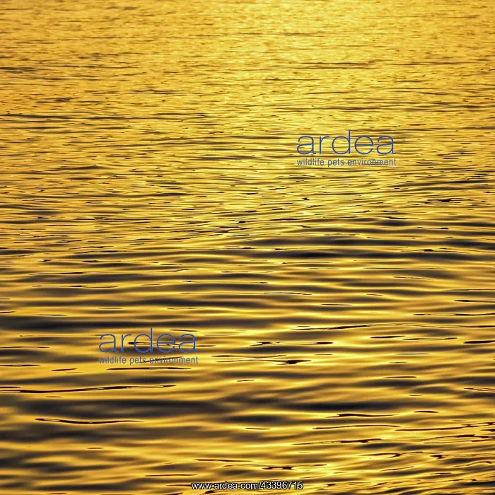 : Golden sea waves in sunset glow as surface background : Golden sea waves in sunset glow as surface background