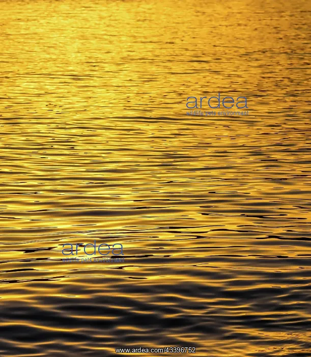 : Golden sea waves in sunset glow as surface background : Golden sea waves in sunset glow as surface background