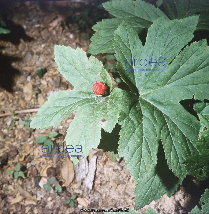 : GOLDEN SEAL HYDRASTIS : GOLDEN SEAL HYDRASTIS