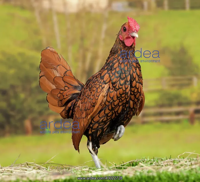  : Golden Sebright Chicken Cockerel
