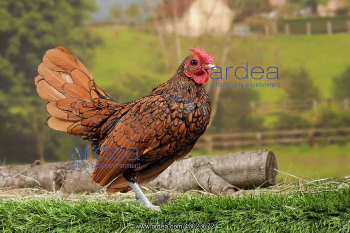  : Golden Sebright Chicken Cockerel