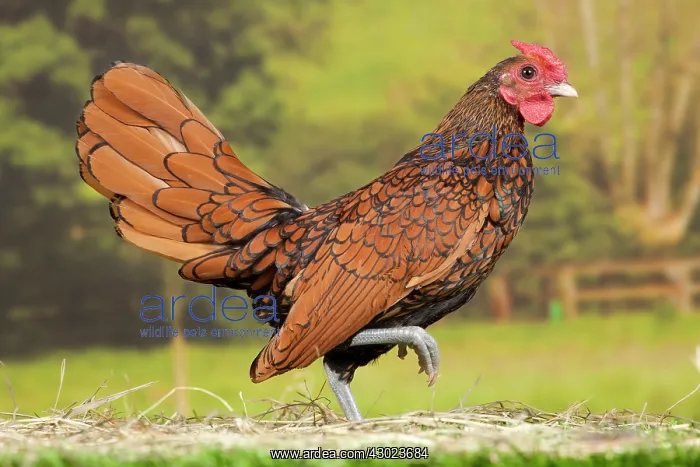  : Golden Sebright Chicken Cockerel