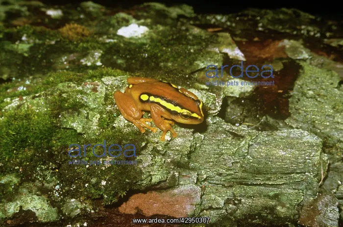 : Golden Sedge Frog : Golden Sedge Frog
