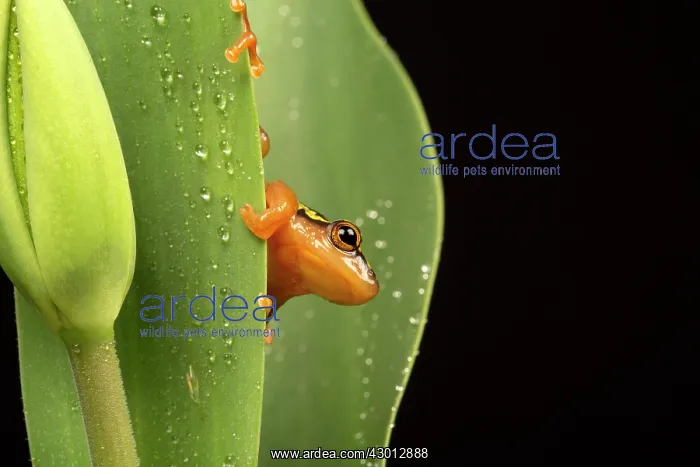 : Golden Sedge Frog peeking behind plant after rain : Golden Sedge Frog peeking behind plant after rain