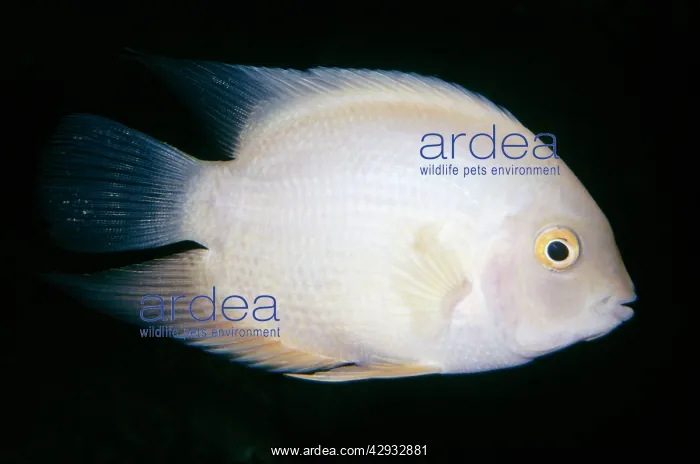 : Golden Severum Cichlid : Golden Severum Cichlid