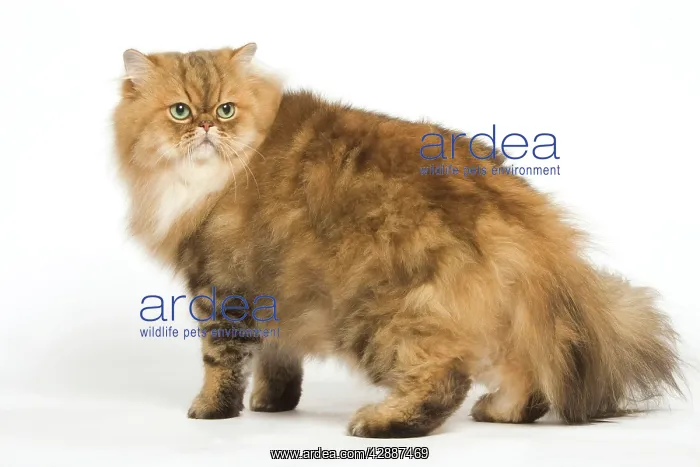  : Golden shaded Persian Cat