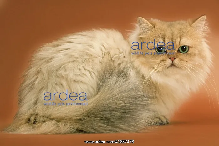  : Golden shaded Persian Cat