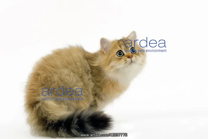  : Golden shaded Persian Cat