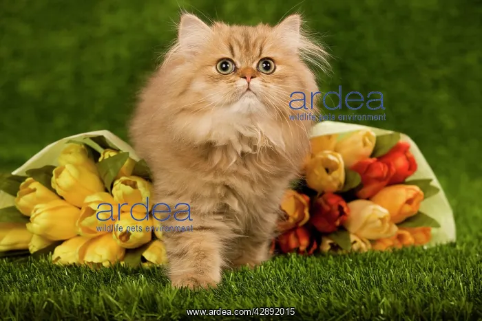 : Golden Shaded Persian Cat - kitten with flowers : Golden Shaded Persian Cat - kitten with flowers