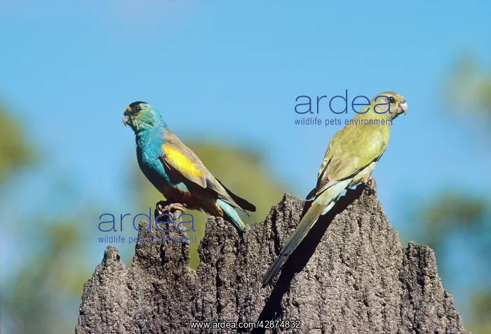 : Golden-shouldered Parrot - male & female pair on : Golden-shouldered Parrot - male & female pair on