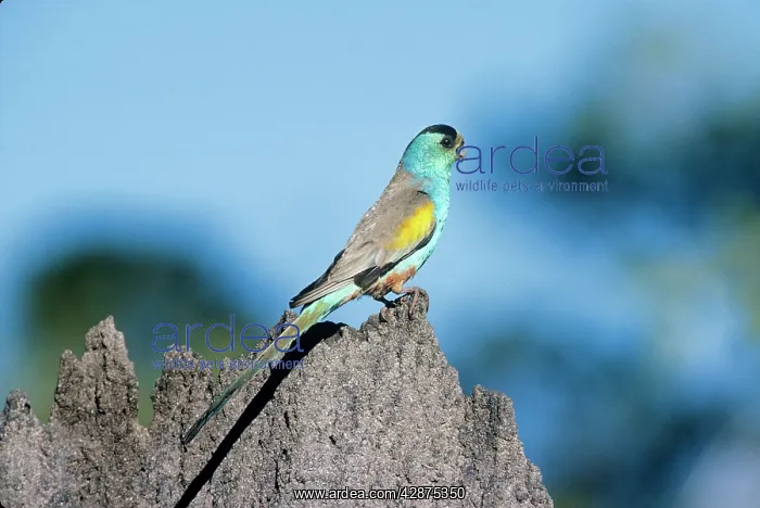 : Golden-Shouldered Parrot - male, on termite mound : Golden-Shouldered Parrot - male, on termite mound