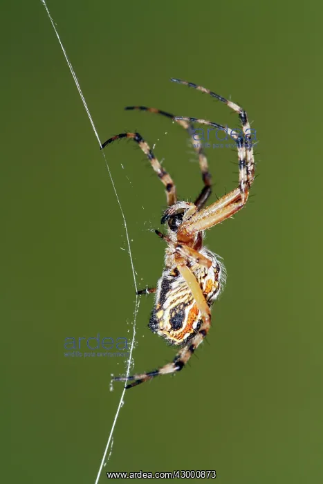 : Golden Silk Orb-weaver - on spider web : Golden Silk Orb-weaver - on spider web