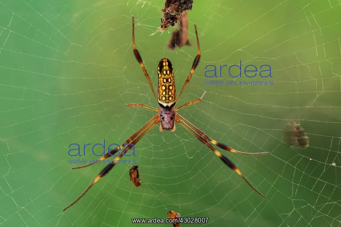 : Golden Silk Orbweaver, spider, Sierra Nevada de : Golden Silk Orbweaver, spider, Sierra Nevada de
