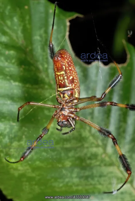 : Golden Silk Spider : Golden Silk Spider