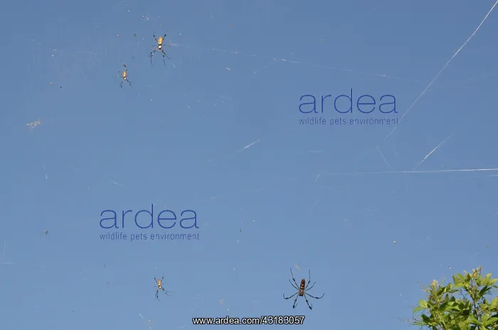 : Golden Silk Spiders : Golden Silk Spiders
